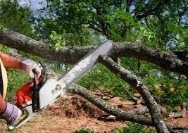 Rome, GA  Tree Services Company