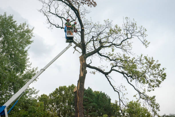 How Our Tree Care Process Works  in  Rome, GA