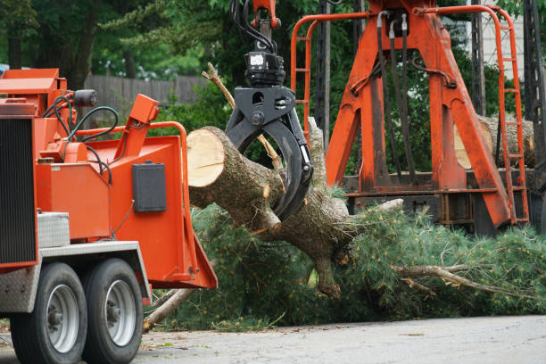 Best Hedge Trimming  in Rome, GA